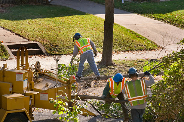 Trusted Florida Ridge, FL Tree Removal and Landscaping Services Experts